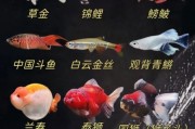 高原冷水鱼有哪些品种_高原冷水鱼怎么养