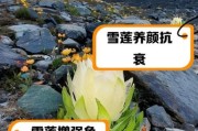 冰雪莲的功效与作用_冰雪莲怎么吃效果最好