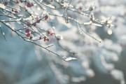 冰雪梅花图片大全_如何拍摄雪中梅花