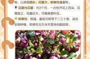 冰雪鲜花如何养护_冰雪鲜花耐寒多少度