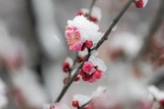 冰雪寒梅图片怎么拍_冰雪寒梅拍摄技巧