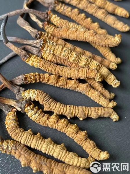 高原士特产有哪些值得买_高原士特产怎么挑选