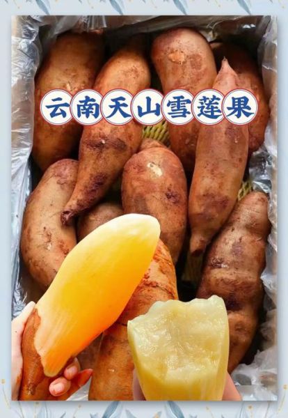 云南高原水果有哪些_云南高原水果为什么甜