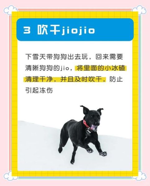 哈士奇冰雪天气怎么养_雪地遛狗注意事项