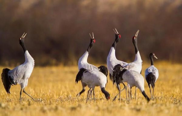 高原黑颈鹤在哪里_高原黑颈鹤为什么濒危