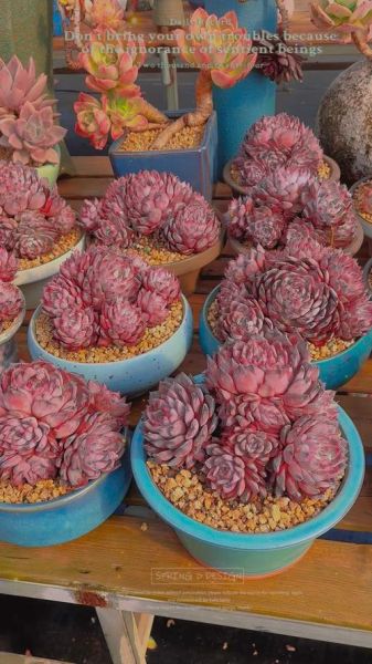 黑天鹅冰雪玫瑰是什么_黑天鹅冰雪玫瑰怎么养