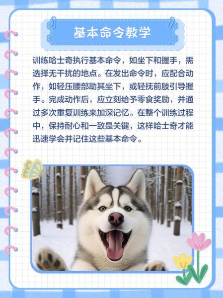 户外哈士奇怎么训练_哈士奇户外注意事项