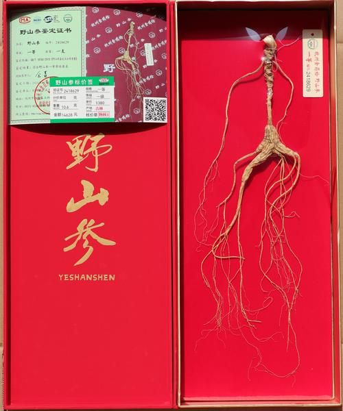 四川高原参功效与作用_四川高原参多少钱一斤