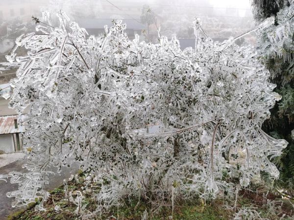 冰雪银花是什么_冰雪银花怎么养