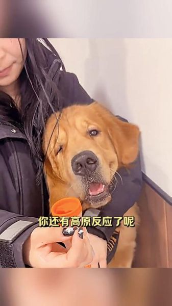 狗的高原反应症状_狗狗去高原要注意什么