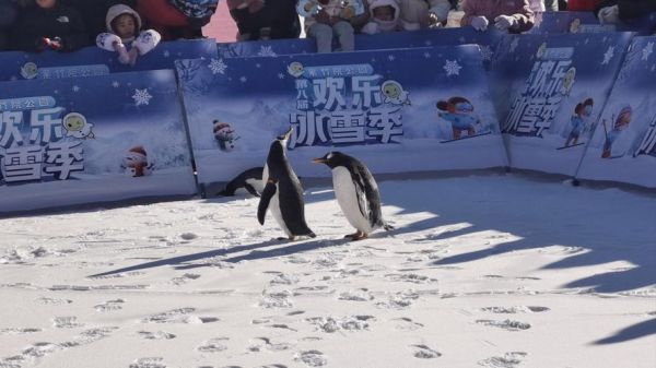 冰雪企鹅怎么养_冰雪企鹅适合什么环境