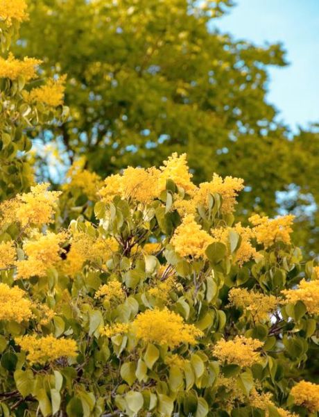 北京丁香花期多久_北京丁香适合种在哪