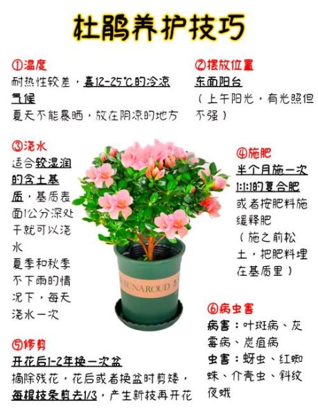 冰雪杜鹃怎么养_冰雪杜鹃耐寒吗