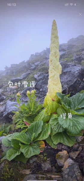 青藏高原植物图鉴有哪些_高原植物如何识别