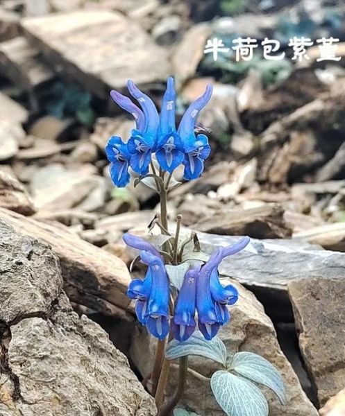 青藏高原植物图鉴有哪些_高原植物如何识别