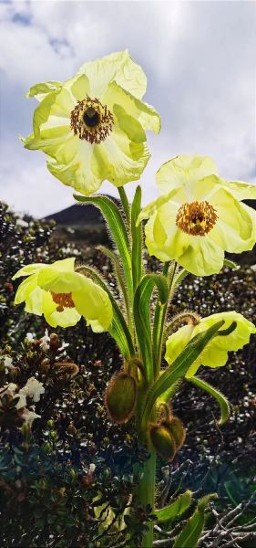 青藏高原植物图鉴有哪些_高原植物如何识别