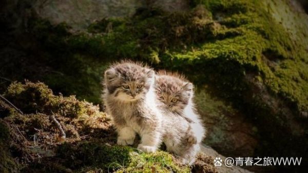 高原猫是什么品种_高原猫怎么养