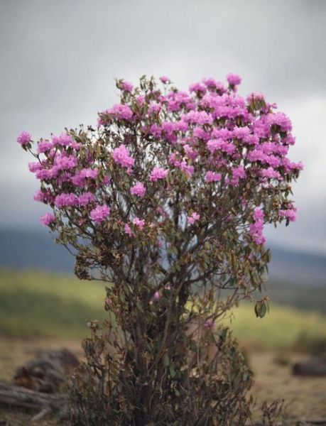 松赞酒店高原花有哪些_高原花最佳观赏时间