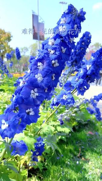 松赞酒店高原花有哪些_高原花最佳观赏时间
