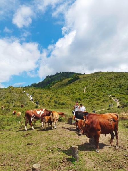 小中甸高原牧场在哪里_最佳旅游季节