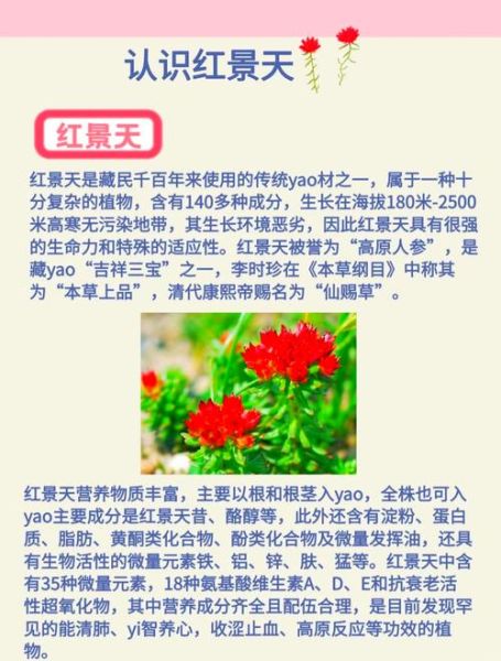 红景天能预防高原反应吗_怎么吃才有效