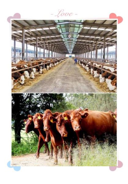 云南高原牛价格多少钱一头_云南高原牛养殖前景怎么样