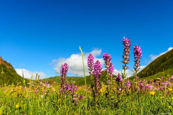 高原草甸有什么植物_高原草甸旅游最佳时间