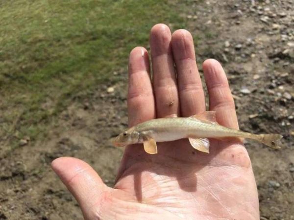 高原鱼图片_高原鱼种类有哪些