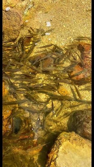 高原鱼图片_高原鱼种类有哪些