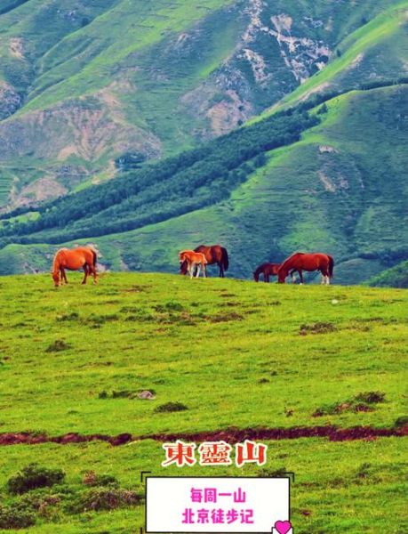 北京最高的山在哪_灵山海拔多少米