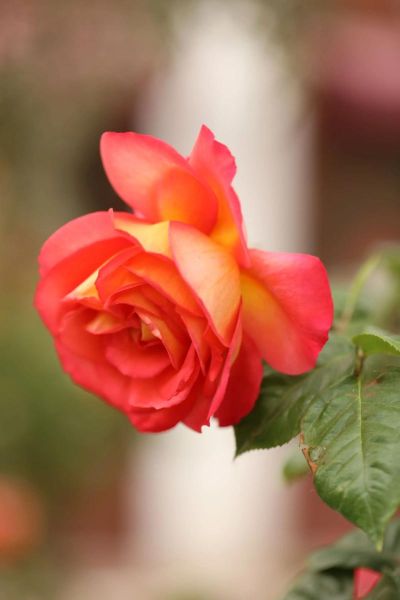 北京市花是什么花_北京为什么选月季和菊花