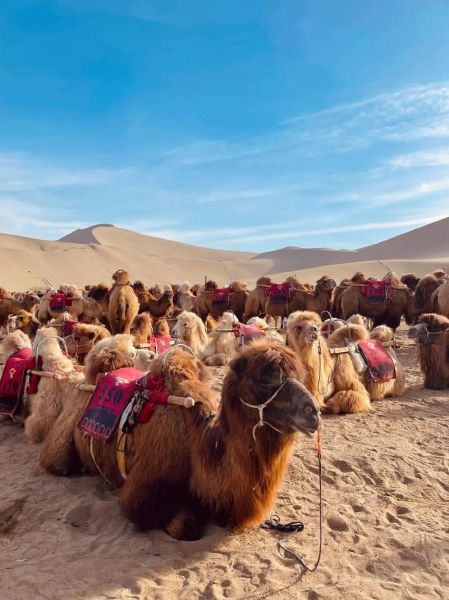 沙漠骆驼户外_如何安全骑行骆驼