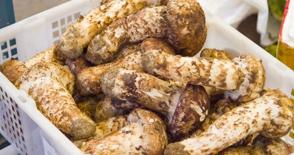 高原特产松是什么_高原松有哪些功效与作用