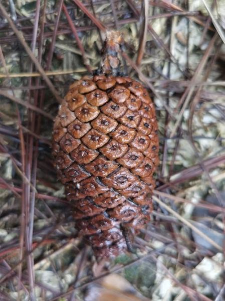 高原特产松是什么_高原松有哪些功效与作用