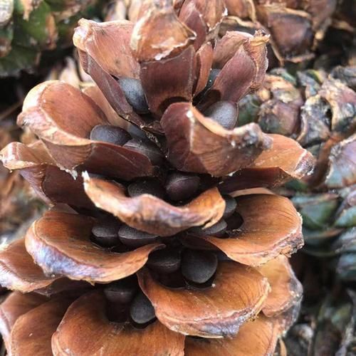 高原特产松是什么_高原松有哪些功效与作用