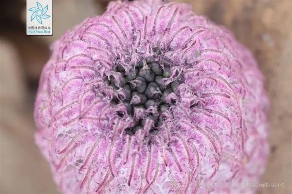 高原雪蝶是什么_高原雪蝶生长在哪里