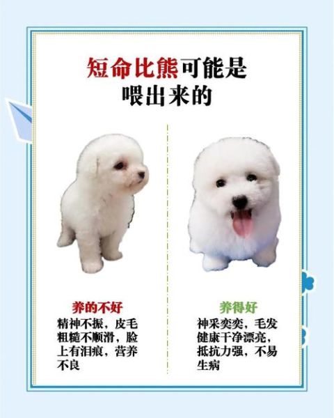 比熊高原反应症状_比熊去高原注意事项