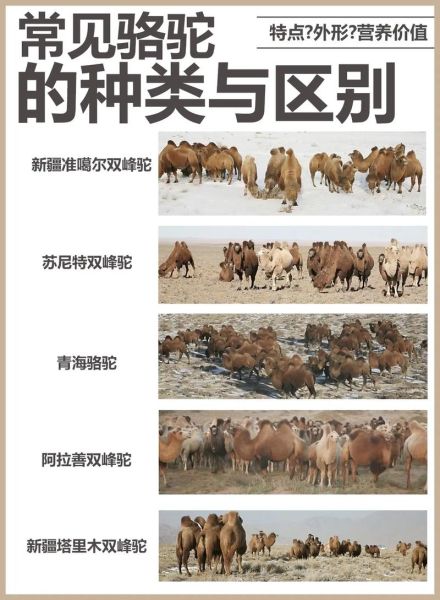 骆驼户外和骆驼有什么区别_骆驼户外是骆驼吗