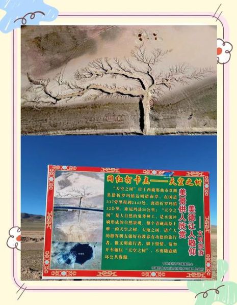 青藏高原为什么不长树_树木稀少原因