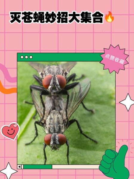 户外怎样驱赶苍蝇_户外苍蝇太多怎么办