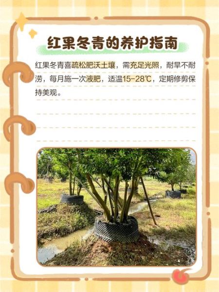 冰雪红树是什么植物_冰雪红树怎么养