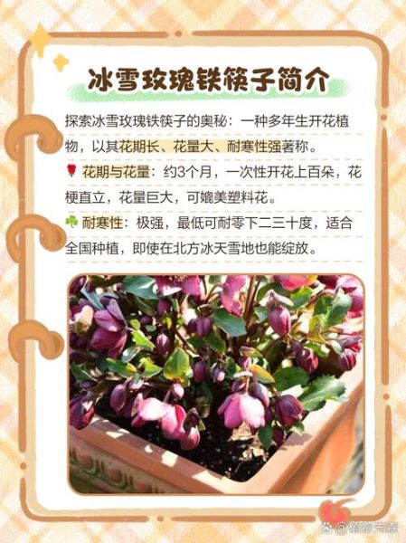 冰雪鲜花如何养护_冰雪鲜花耐寒多少度