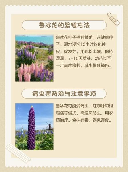 冰雪鲜花如何养护_冰雪鲜花耐寒多少度