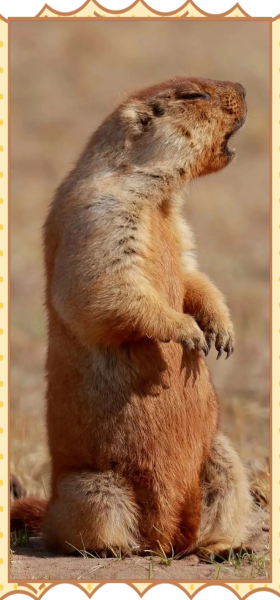 高原旱獭是什么_高原旱獭会传播鼠疫吗