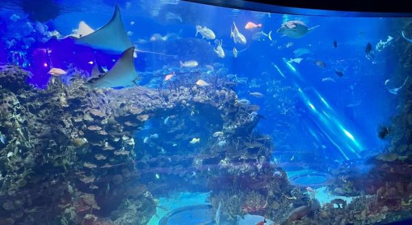 北京海洋馆在哪里_北京海洋馆怎么走