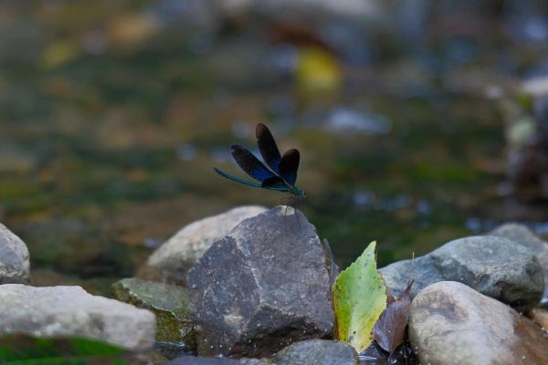 冰雪蜻蜓是昆虫吗_冰雪蜻蜓怎么养