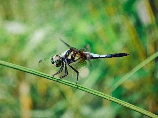 冰雪蜻蜓是昆虫吗_冰雪蜻蜓怎么养