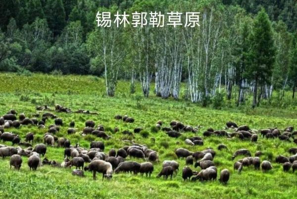 锡林郭勒盟属于高原吗_锡林郭勒盟海拔多少米