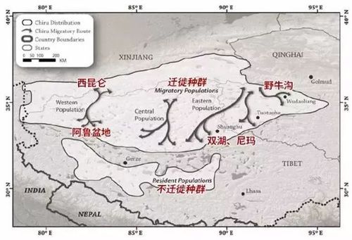 青藏高原特有动物有哪些_藏羚羊迁徙路线