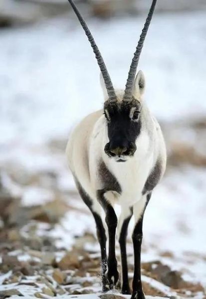 青藏高原有哪些珍稀动物_高原精灵如何生存